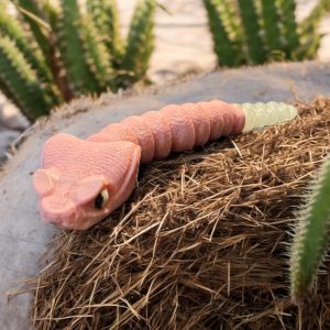 Baby Cartoon Rattlesnake