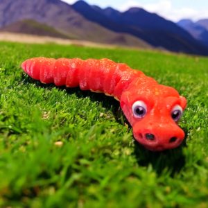 Baby Ball Python Snake