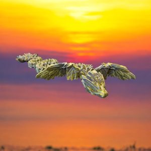 Flying Serpant Dragon